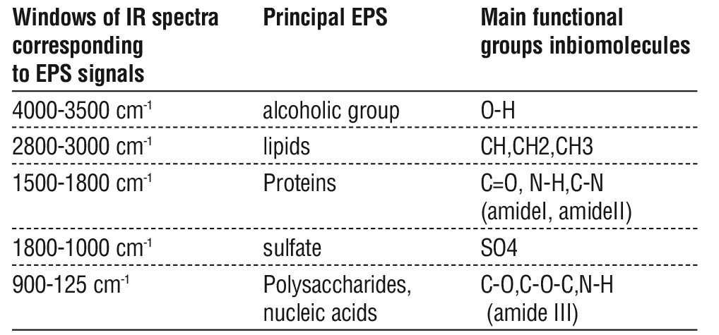 Table 5 - Assignments of principal infrared vibrational signals of the (4000-500 cm-1 ) region of the ART/FT-IR spectrum of the S. aureus biofilm.